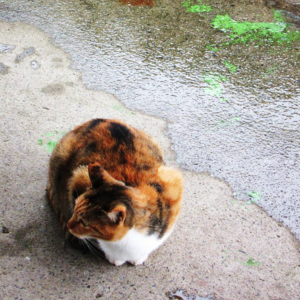 生活禪｜眾生平等